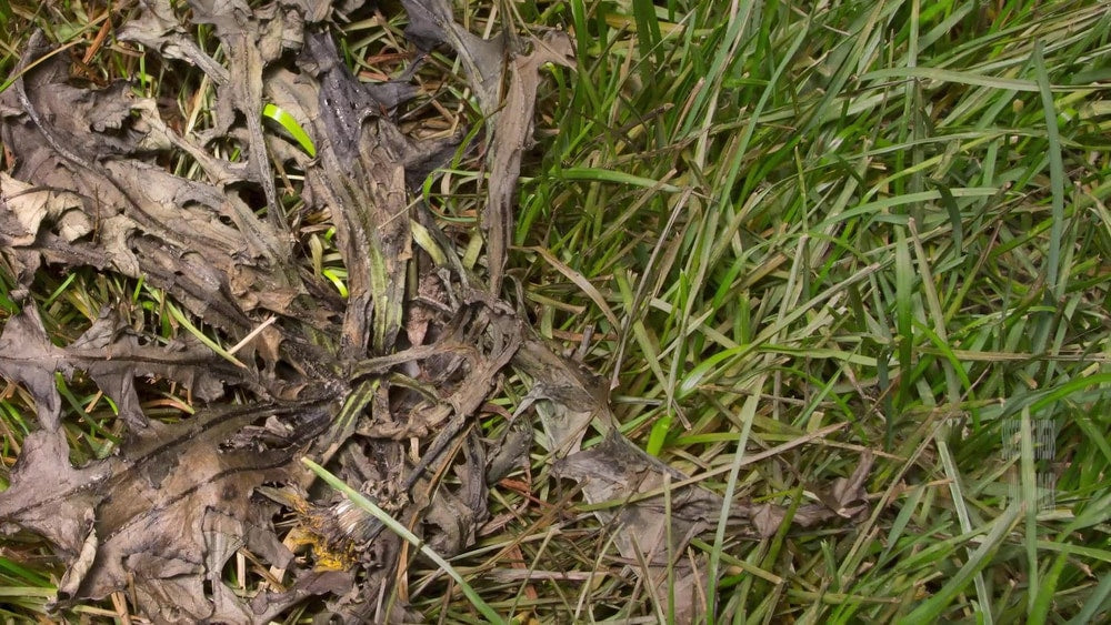 Weed B Gon MAX Ready-to-Use Weed Control/Killer, Herbicide for Lawns, 1-L L3T7 - product image 3