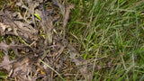 Weed B Gon MAX Ready-to-Use Weed Control/Killer, Herbicide for Lawns, 1-L Q5J0 - product image 3